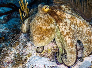 Bluffing - this octo was trying to scare us away. by Robin Bateman 